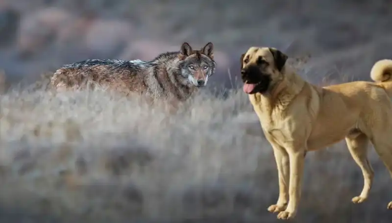 Kangal Köpeğine Yükselen Talep: Kurt Popülasyonu Artıyor