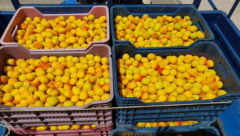 İlk Hasat Şenliği: 500 TL’den Alıcı Bulan Ürünler Neler?
