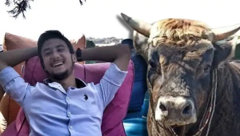 Aydın'da Güreş Boğası Kavgası: Can Kaybı Şok Etti