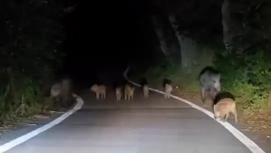 Elazığ'da Domuz Sürüsü Yoldan Geçti, Trafiği Kilitledi