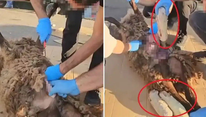 Korkunç Bulgu: Ölü Koyunun Karnında Ne Bulundu?