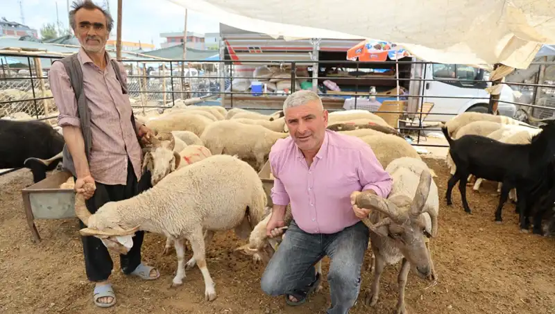 Kurban Pazarında Hayvanseverlerin Tercihi: 4 Boynuzlu Koçların Yükselişi