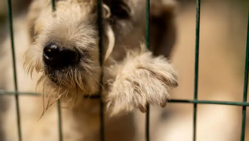 İş Stresi, Uysal Dostlarımızı da Etkiliyor: Köpeklerdeki Stres Belirtileri