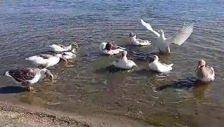 Denizin Sakinliğini Bozan Kazlar Kümesine Kapatıldı!