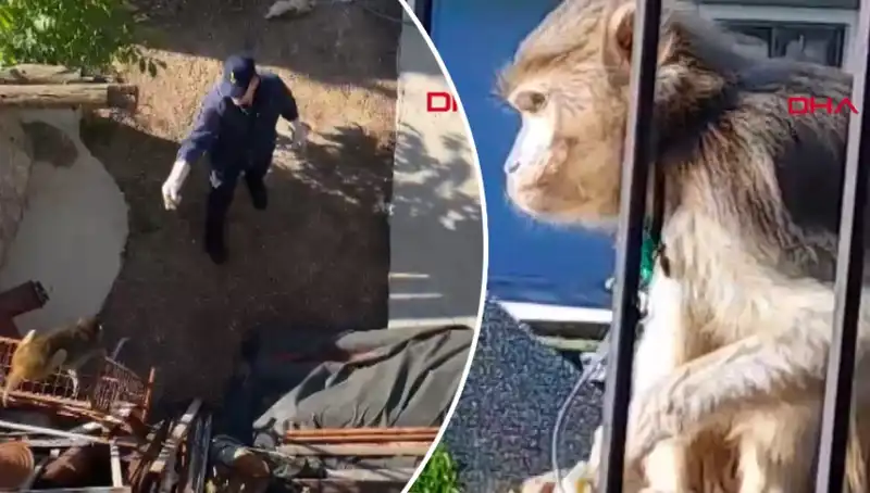 Muğla’da Eğlenceli Maymun Kovalamacası: Mahalleliyi Terk Eden Bir Ayı Gözaltına Alındı!