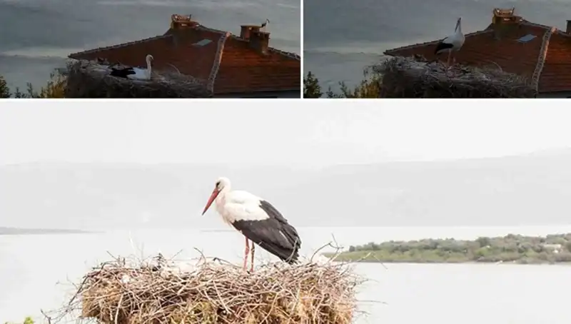 Leylek Yaren, Depremi Önceden Hissetti: Doğa Mucizeleri