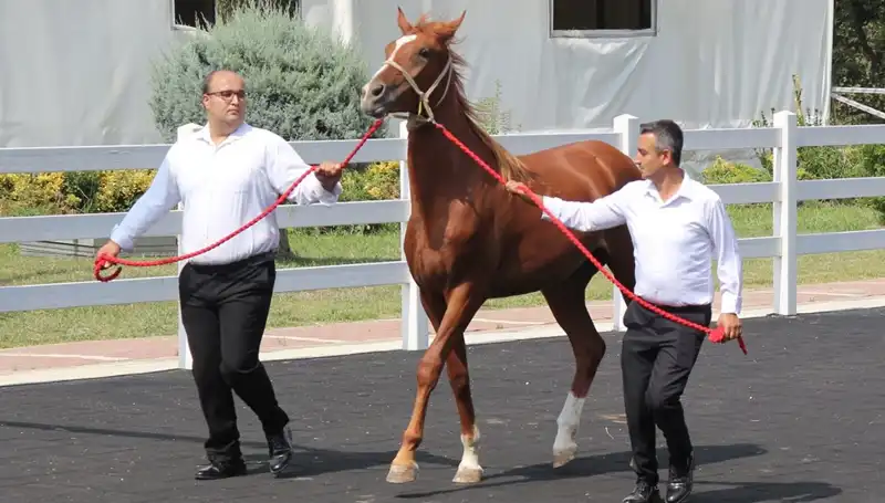 Rekor "Taşkın Kral" Turnuvasında Nefes Kesen Anlar Yaşandı