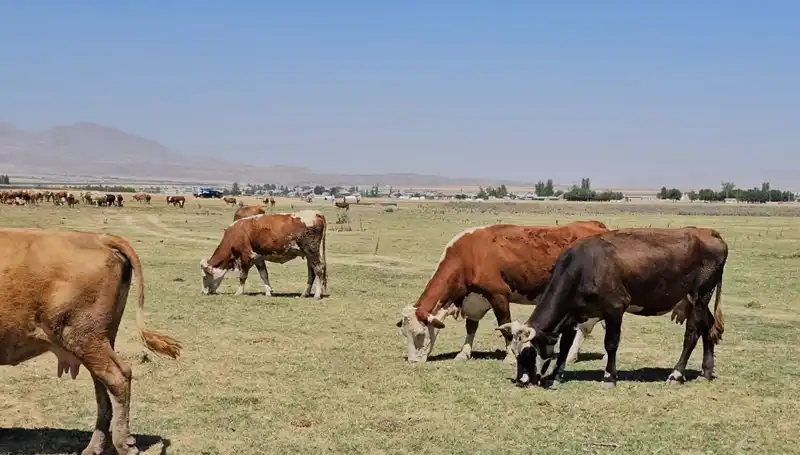 Arin Gölü'nün Kuruması: Doğal Dengenin Bozulduğu Bir Su Krizi