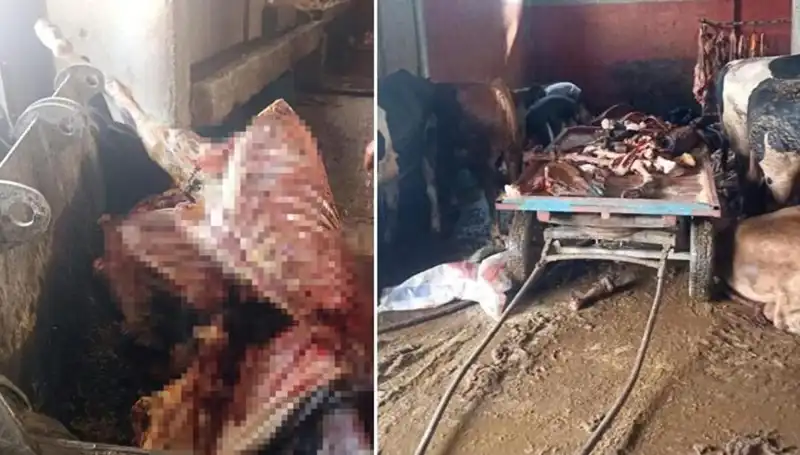 Adana’da 2,5 Ton At Eti Ele Geçirildi: 4 At Kurtarıldı!