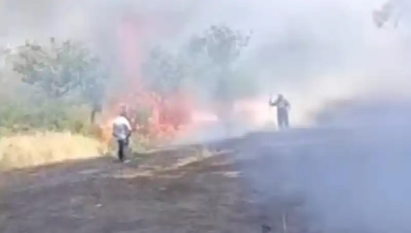 Çay İçin Yakılan Ateş, Fıstık Ağaçlarını Kül Etti: Doğa Felaketi!