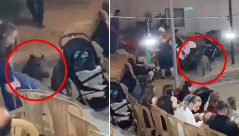Düğün Töreninde Yaban Domuzu Şaşkınlığı: Misafirler Panik İçinde!