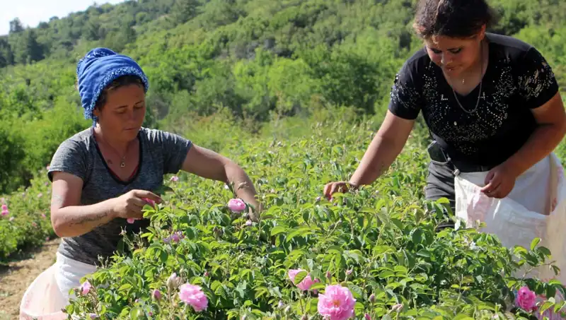 Zirai Donun Etkileri: Gül Yetiştiriciliği İçin Korkutucu Sonuçlar