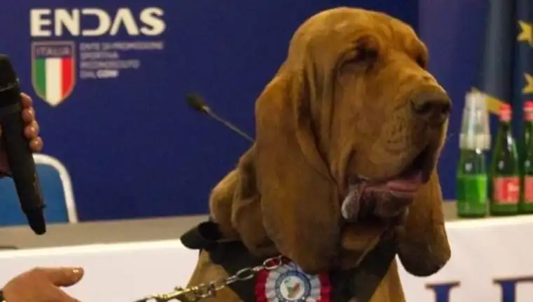 Arama Köpeğine Suikast: Çivili Sosisle Öldürülen Kahraman