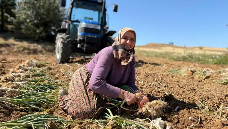 Dünyanın En Değerli Sebzesi: Selenyum Zengini Ürün Gündemde