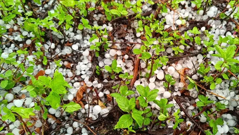 Temmuz Ortasında Yağan Dolu, Tarımı Nasıl Etkiledi?