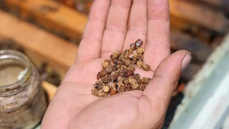 Eski Atık Şimdi Değerli Bir Hazine: Protein Zengini Besin Nedir?