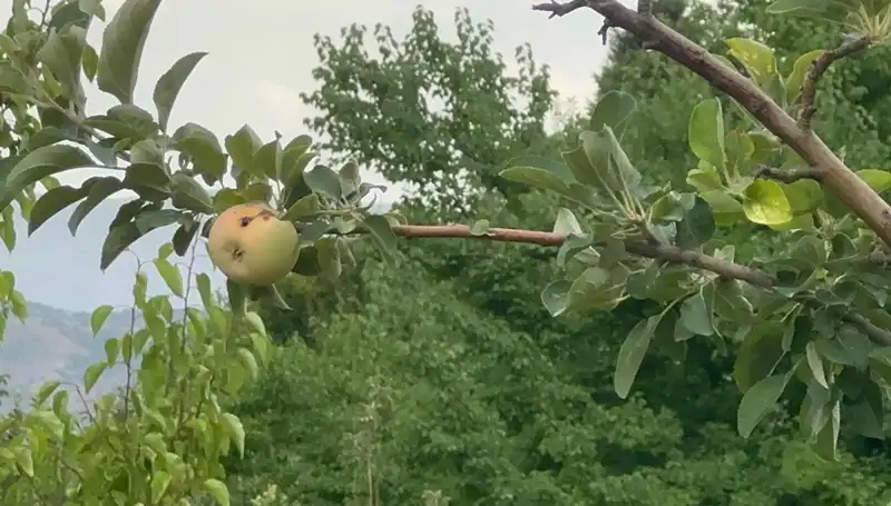 Yüzyılın Donu: Tek Elma Çürük Olarak Yetişti