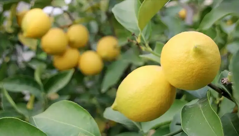 Limon Fiyatlarında Rekor Artış: Adedi Neden 24 Lira Oldu?