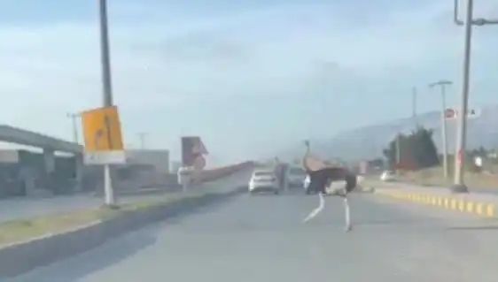 Hatay'da Trafikte Deve Kuşu Görüntüleri Sosyal Medyayı Salladı