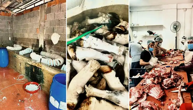 Adana’da Şok Eden Görüntü: Yüzlerce Kilo Paça İmha Edildi!